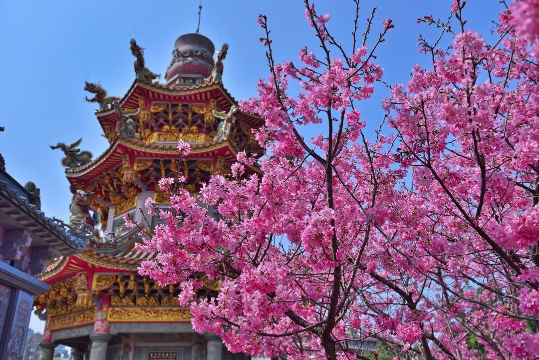  #竹林山觀音寺 粉白櫻花盛開中！