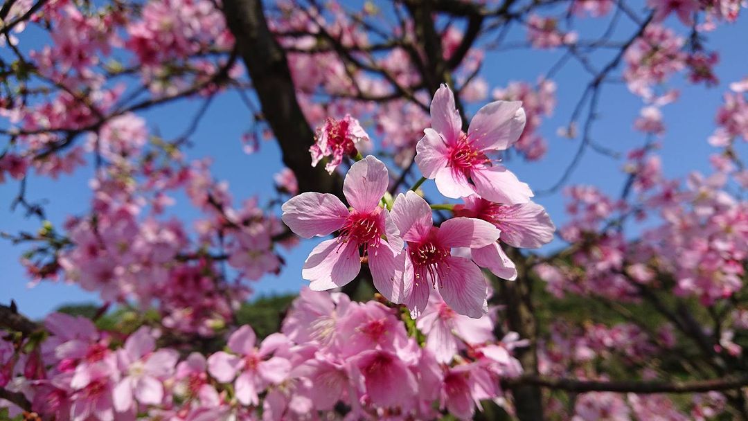 赏花好时刻！每年樱花季必去的赏樱点