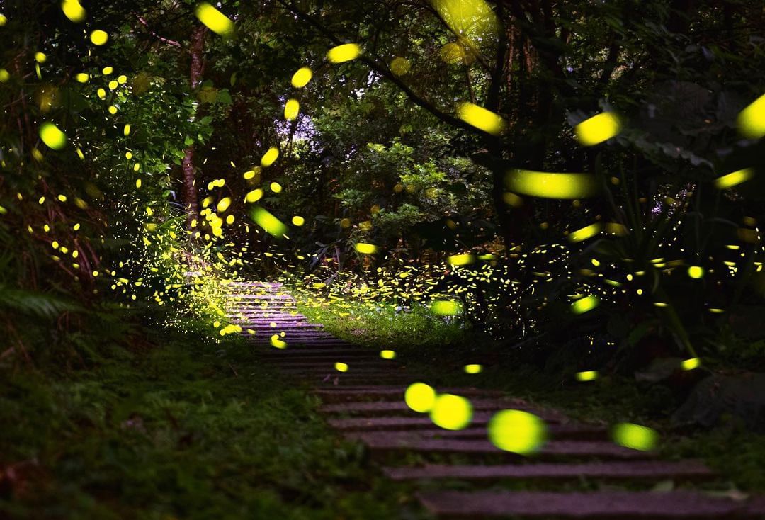 #和美山螢火蟲季 開始了