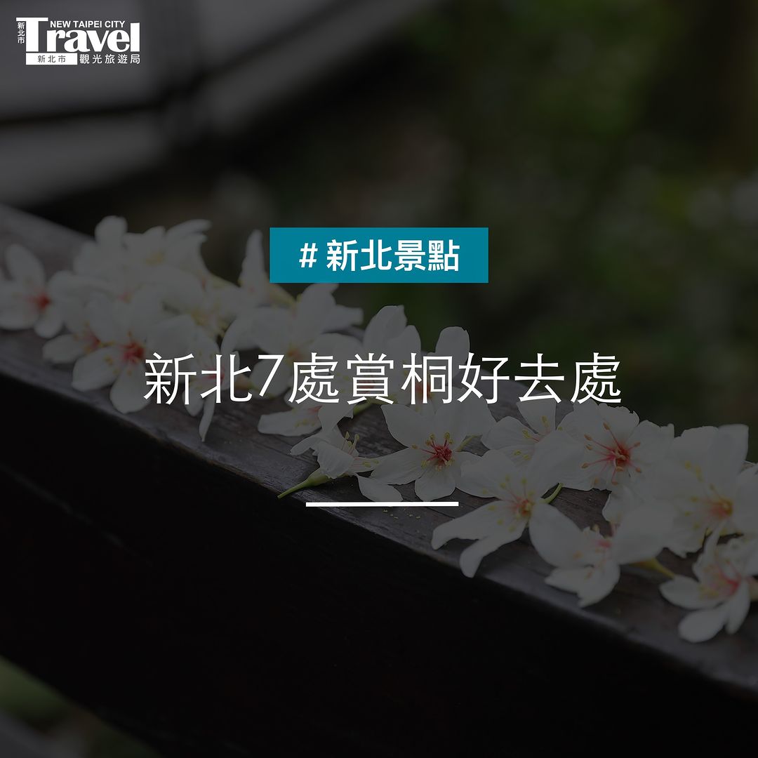 雪白桐花季來了～推薦你7處賞桐打卡點