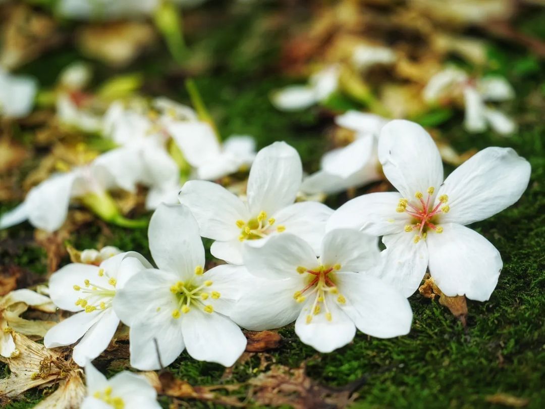 白色桐花覆蓋路面，像花毯一般美麗又浪漫