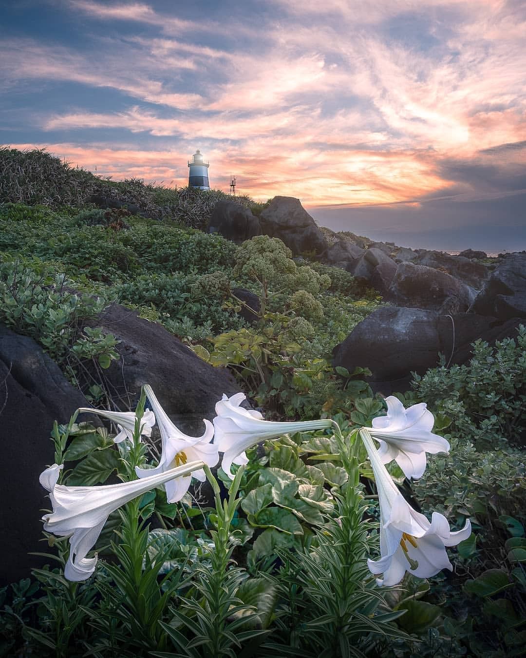 北海岸野百合盛開中！每年4至6月北海岸隨處都可見白色號角的美麗蹤影～