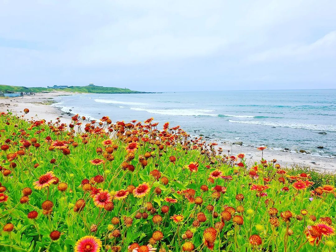 #期間限定 北海岸花海美景！