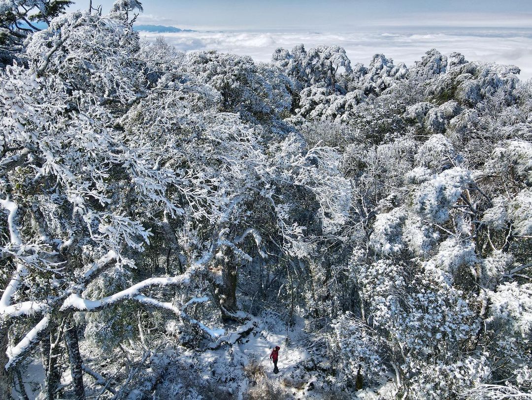 #新北第一高峰，沿途樹形奇特，巨木參天，步道多為盤根錯節的樹根及土石路面，因此也有 #樹的國度 的稱呼！