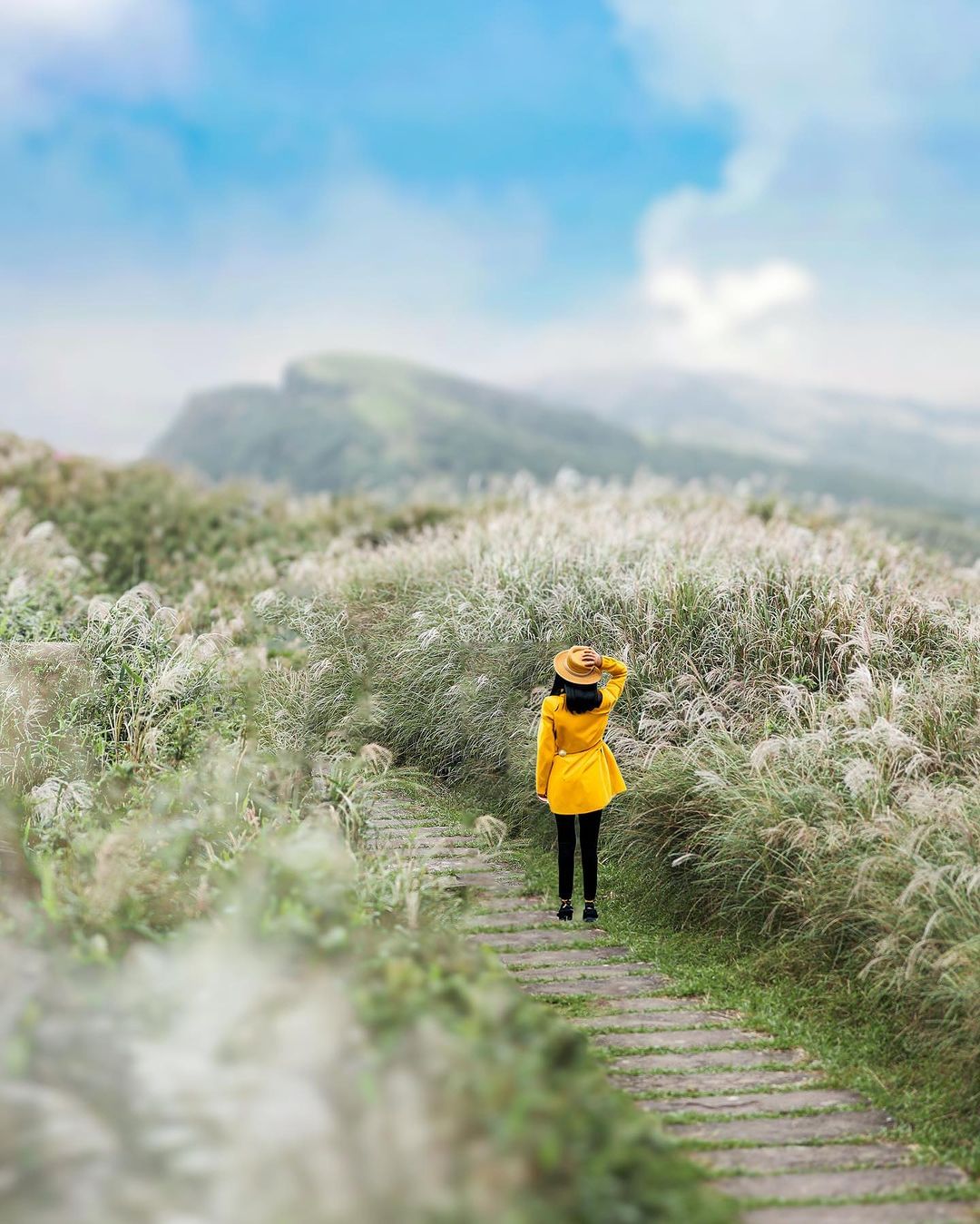 #秋季限定 古道美景！雪白芒花隨風搖曳，像層層浪花在山頭翻飛～ 