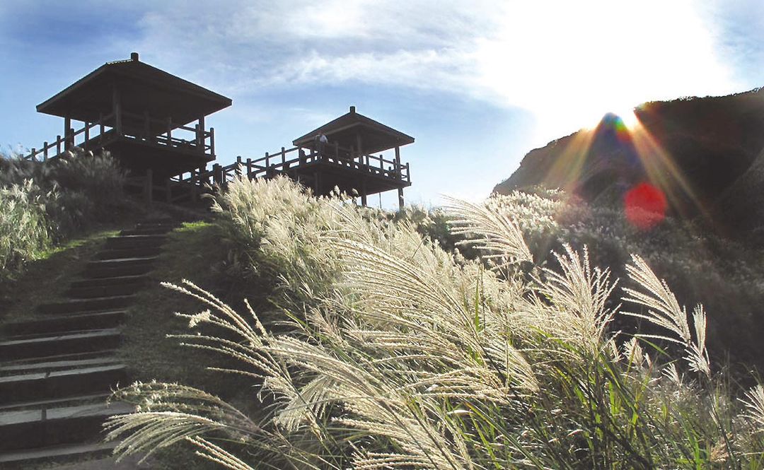 秋風吹起白芒紛飛༄༄༄ #草嶺古道芒花季 即將開跑