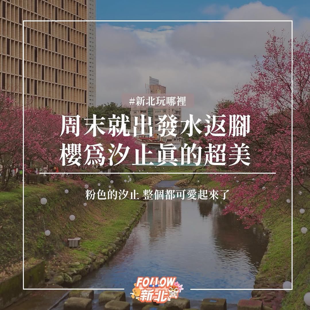 汐止的櫻花開了 #汐止康誥坑溪文化櫻花季 🩷