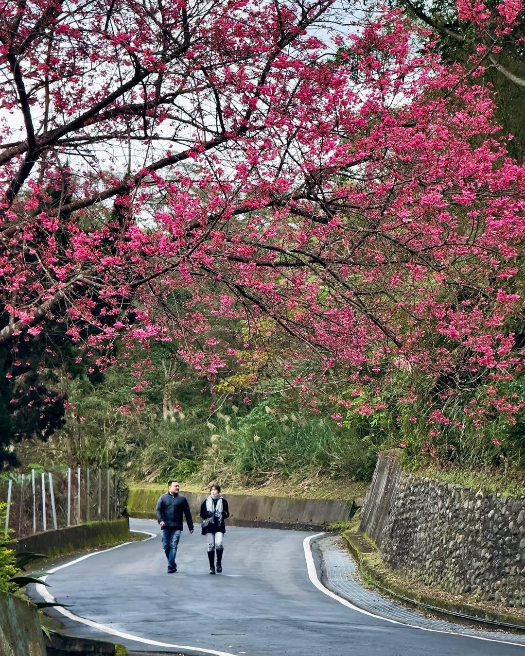  #新北第一櫻 開啦！