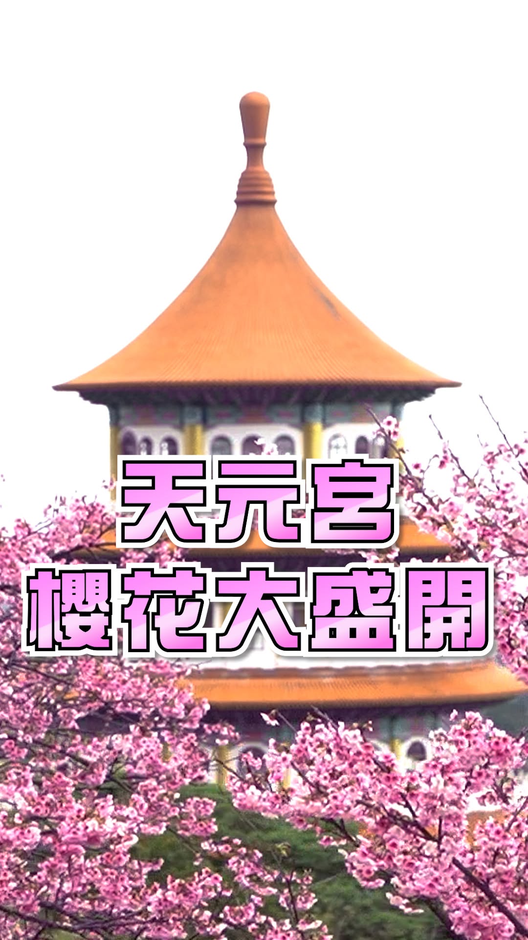 #花見櫻花季開跑