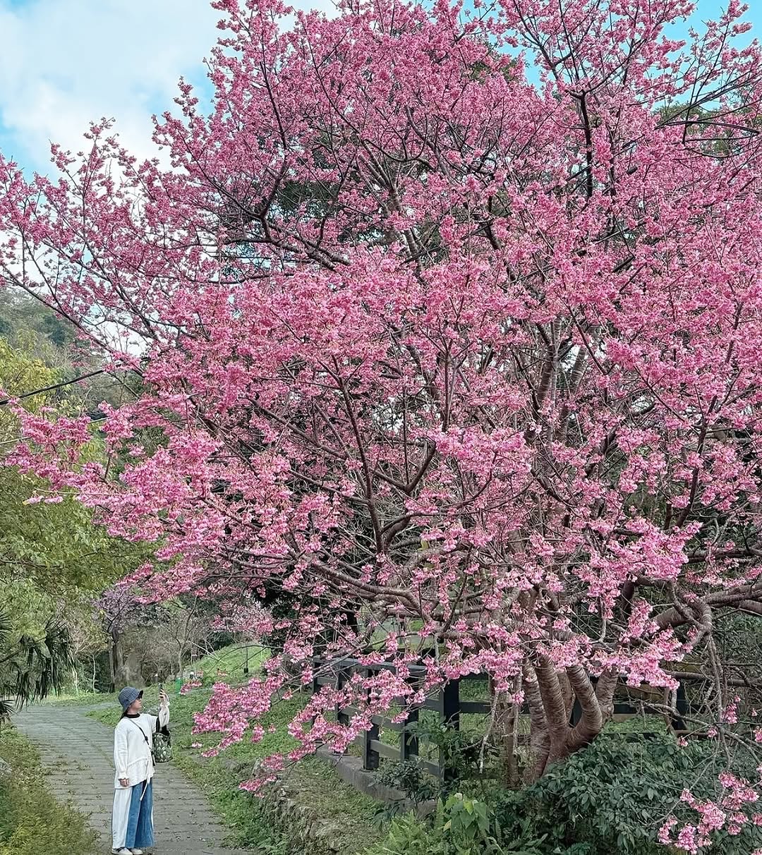 櫻花盛開的季節 櫻王櫻花樹現正盛開中！把握最佳花期，收集粉嫩美景～