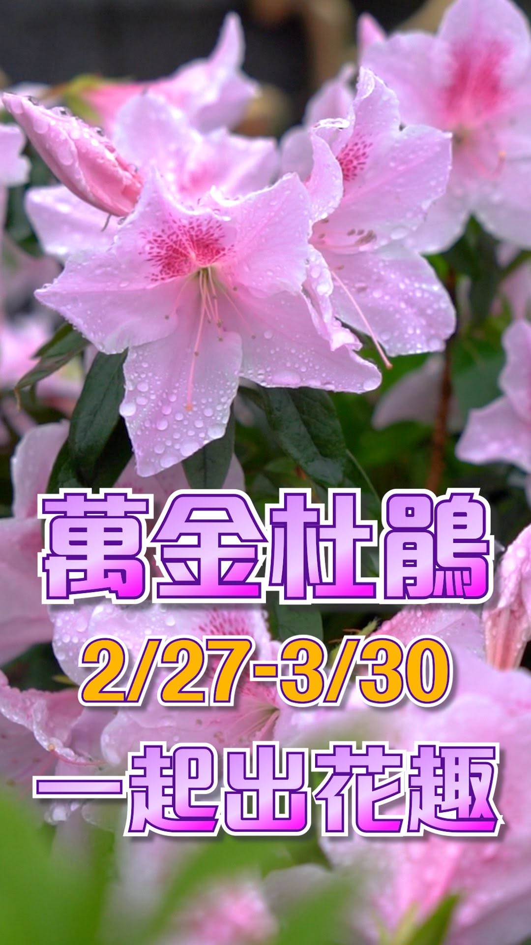#2025萬金杜鵑花展 盛大開展！