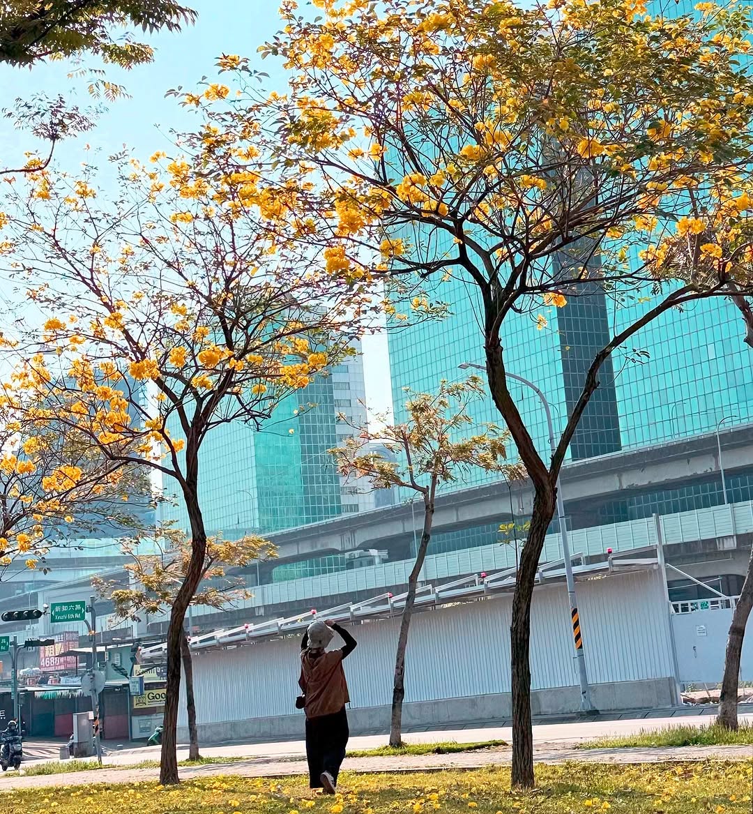 黃風鈴木「春天的報信者」每年約在3至4月間盛開，如風鈴般成串垂掛枝頭，在都會大樓轉角處，陽光下更顯耀眼，金黃花海迎春綻放，讓人忍不住駐足。