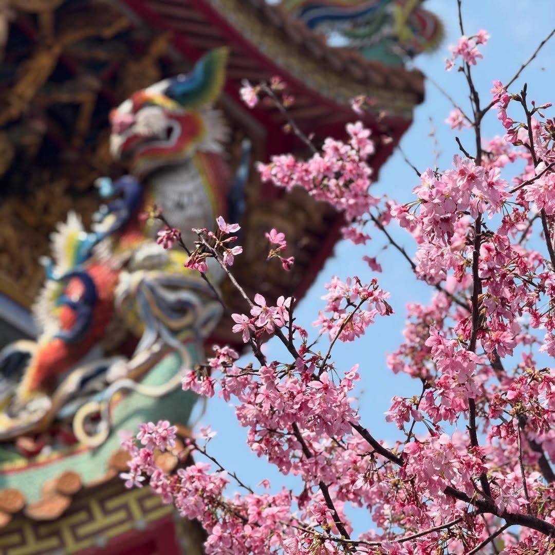 錯過再等一年！！林口竹林山觀音寺的櫻花滿開中