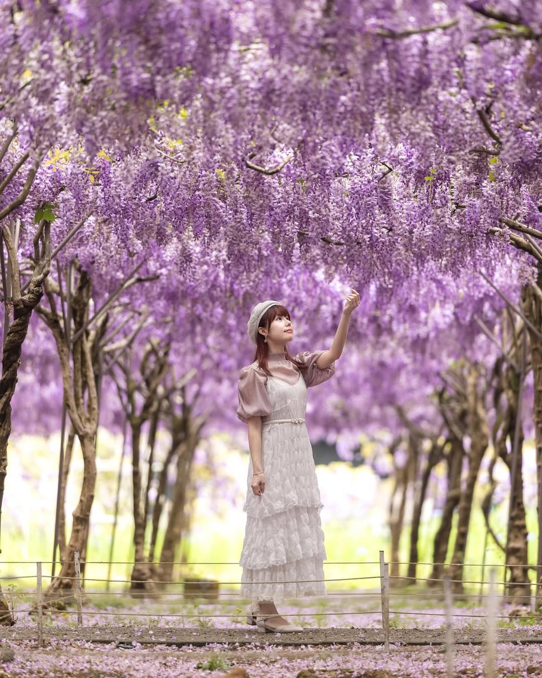 #春日限定 紫色秘境