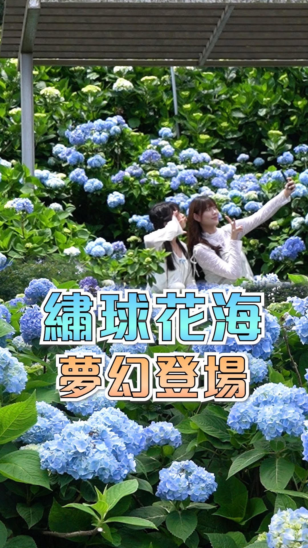 #花控快集合!  #萬里高家繡球花 盛開啦～