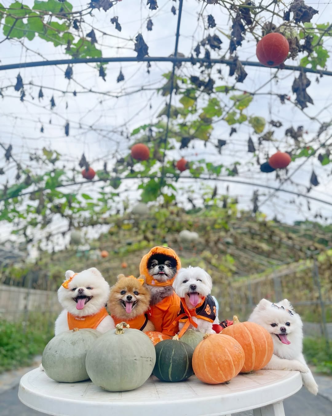 一走進南瓜隧道就像進入童話世界