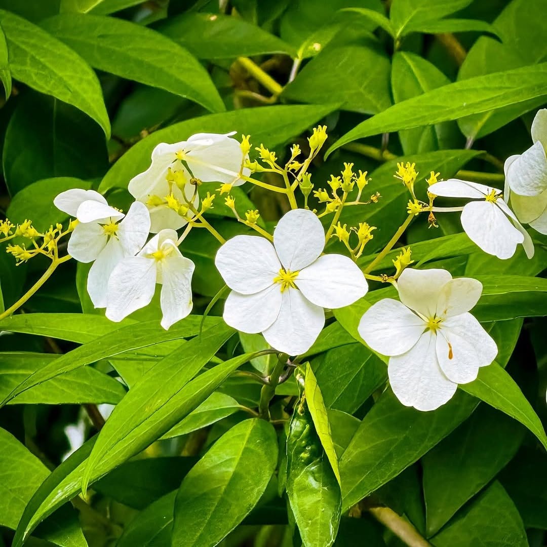 雪白桐花雖已飄落，那些春日的美好依然留在心頭