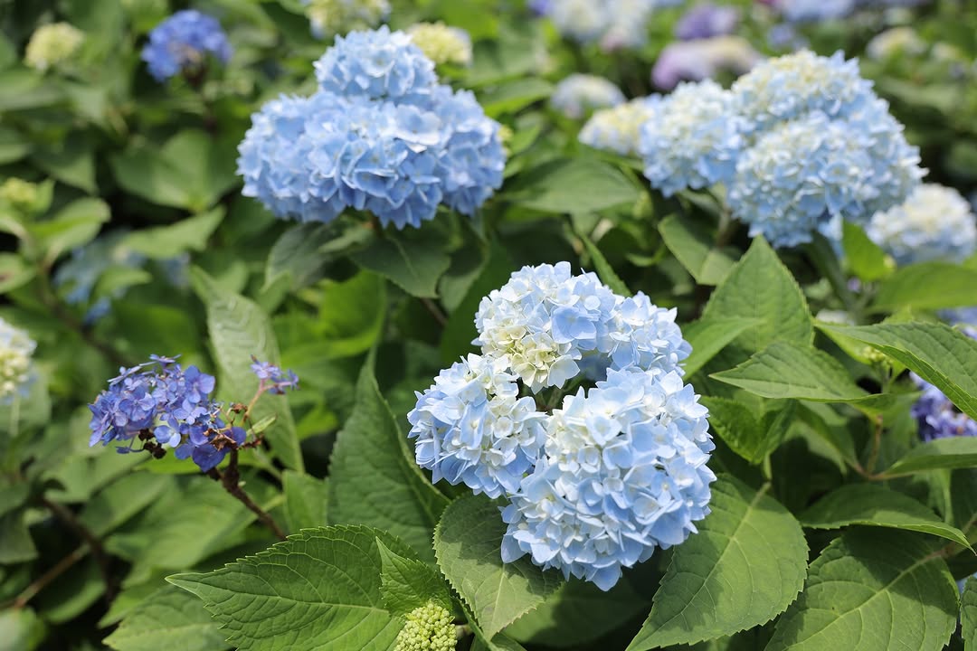 5-7月季節限定的紫藍花海來了