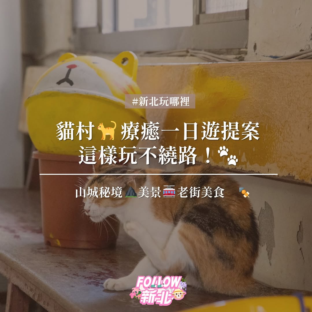 #猫村疗癒一日游
