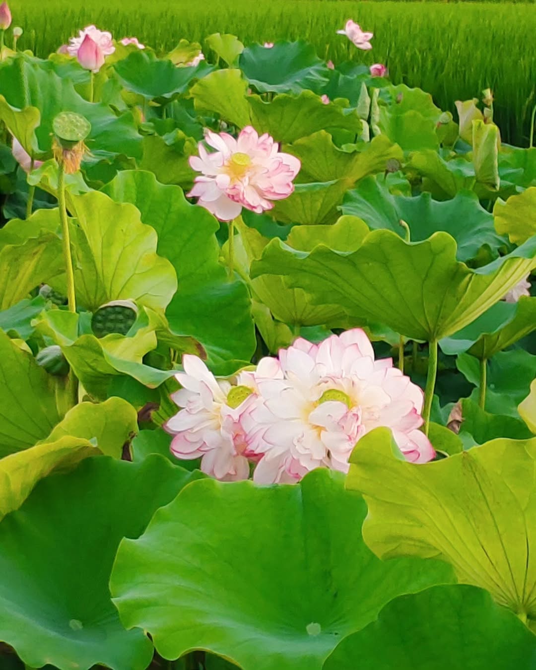 夏日限定的荷花海，悄悄在金山綻放