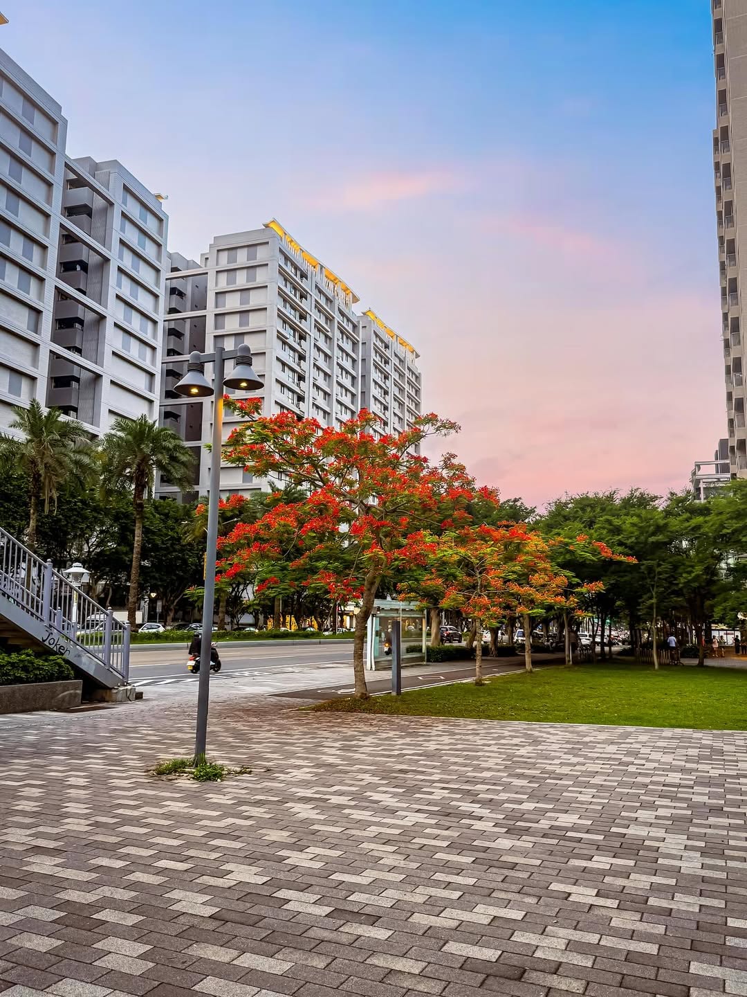 畢業季的代表花，鳳凰花盛開啦～