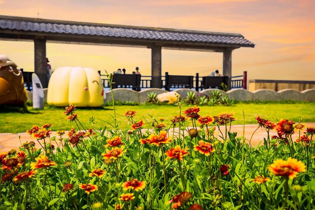 天人菊在石門風箏公園綻放