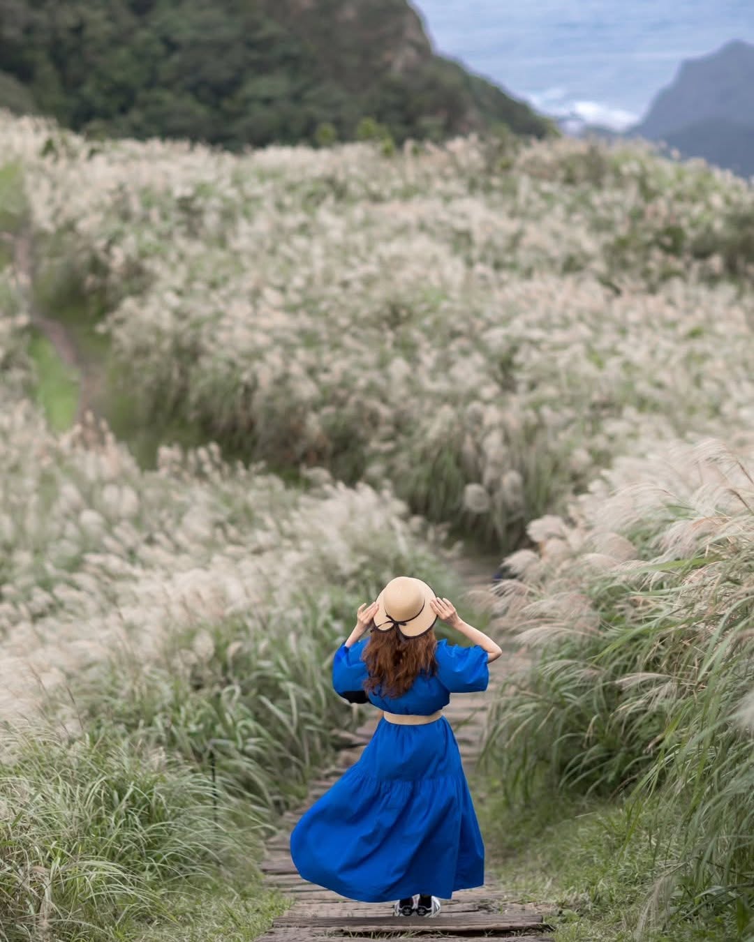 新北最有仙氣的賞芒步道
