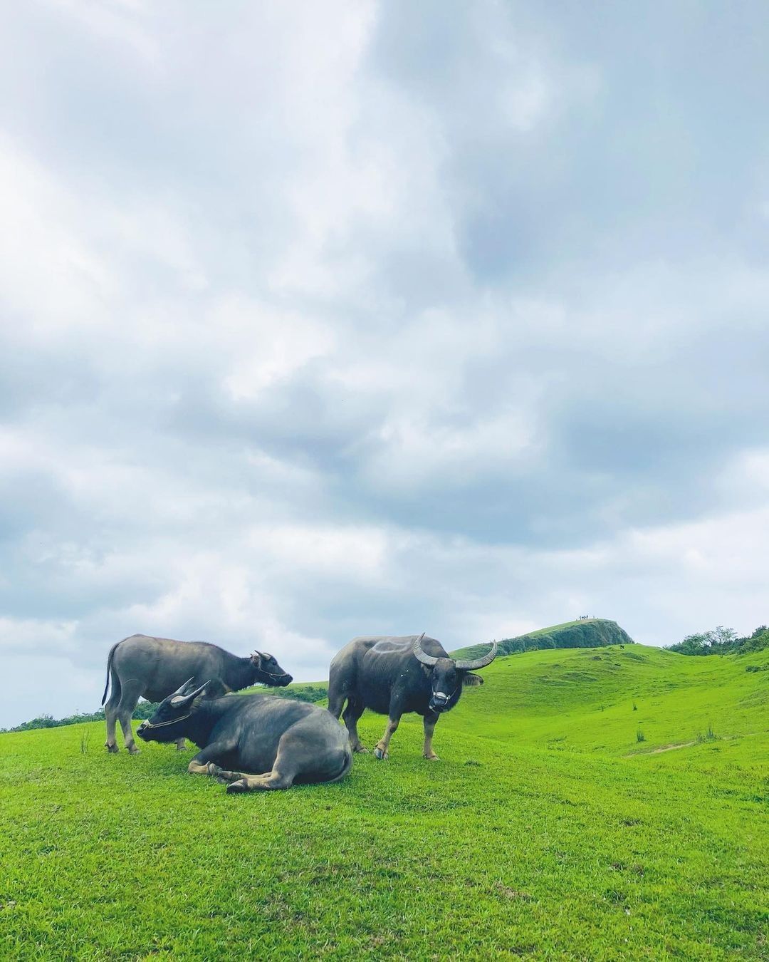 享受青山、藍天美景，還有悠哉的水牛們相伴 