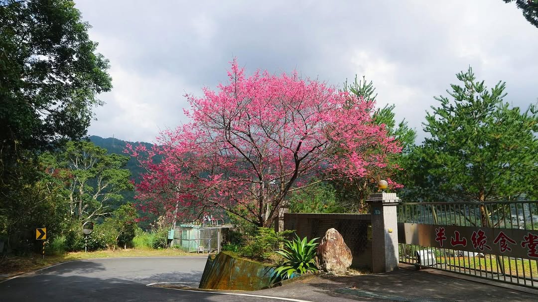 #新北絕美360 第一道春日濾鏡