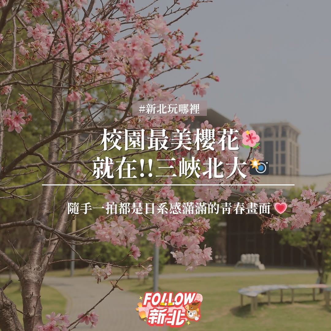 #新北絕美360 #粉白櫻海浪漫炸開