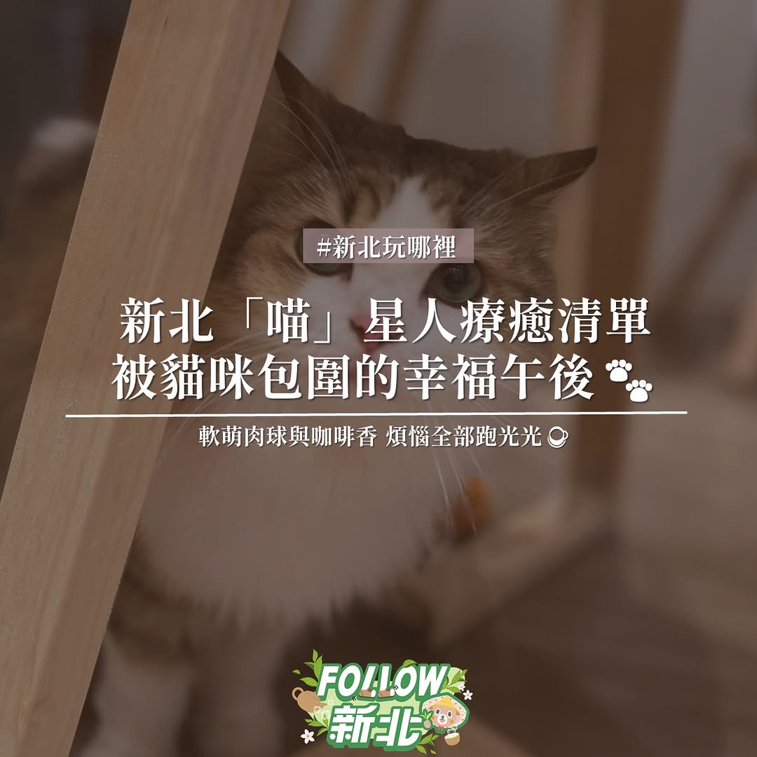  #新北「喵」星人療癒清單 