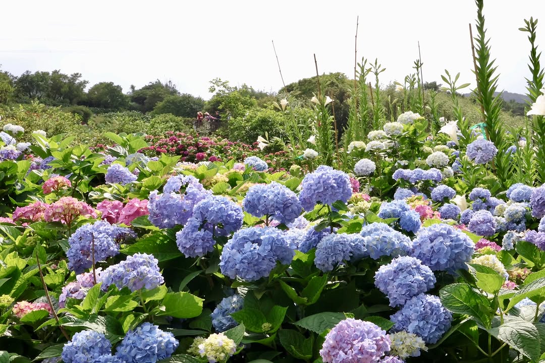 #繡球花海夢幻盛開中 