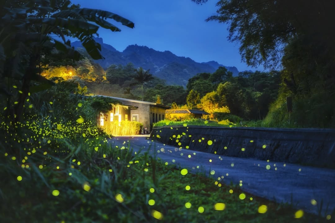 夏夜的精靈，如同山林間閃爍的天然小燈泡