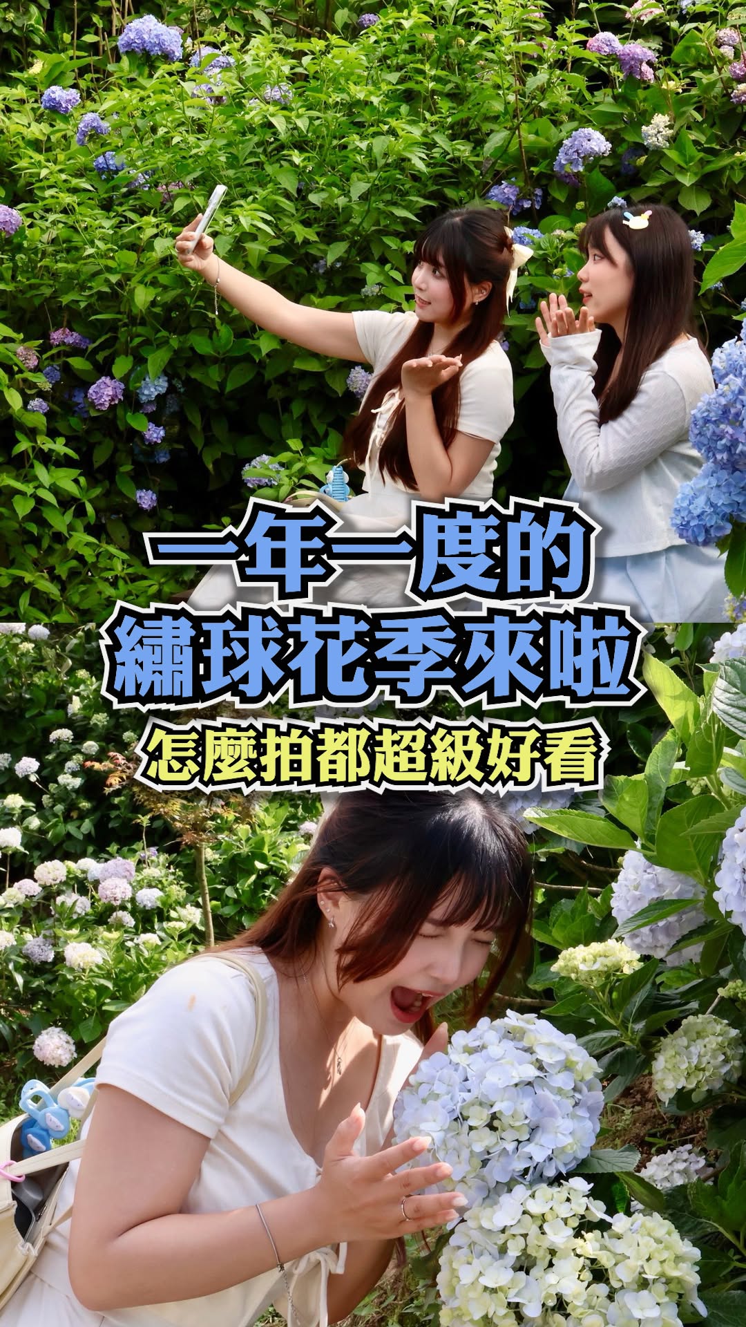 預季節限定的  #夢幻藍紫色天堂 太美了走進萬里山頭，彷彿一秒掉進 #愛麗絲夢遊仙境 的奇幻花海裡佔地 #8000坪 的超大空間，是全台最狂的  #繡球花指標景點 園區內擺滿了鋪天蓋地的藍色、紫色與粉色 #漸層花球 不管是比人還高的 #特大花牆 還是被花海簇擁的 #夢幻鞦韆 每一區都像 #童話場景 一樣好拍，隨手一拍都仙氣滿滿