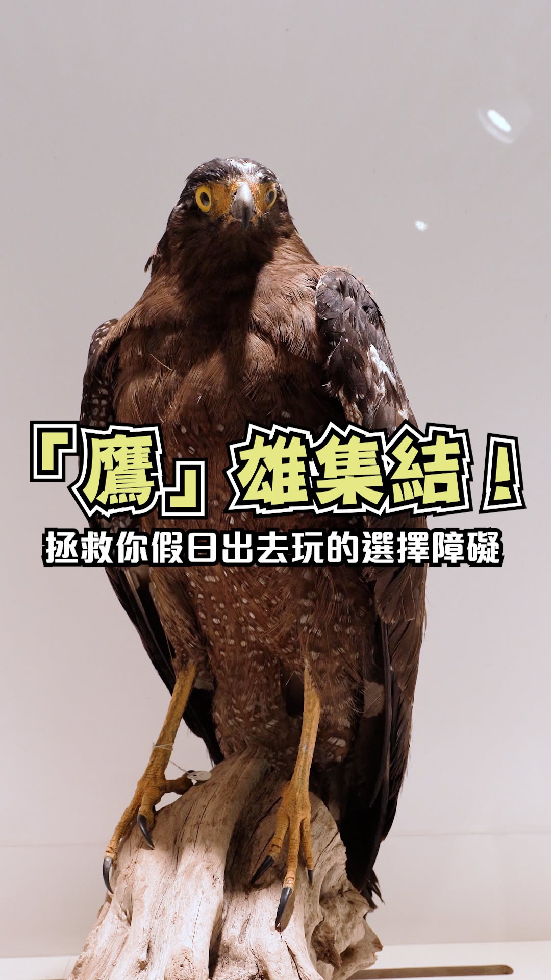 一起走進猛禽的奇幻世界中展翅高飛