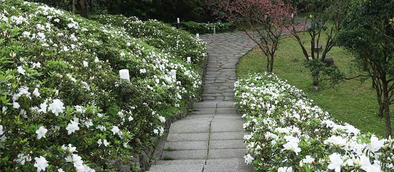 【金山】台二線陽金公路至法鼓山(櫻花與杜鵑花)