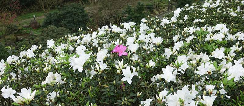 【金山】台二線陽金公路至法鼓山(櫻花與杜鵑花)