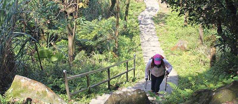 【汐止】大尖山步道及茄苳瀑布(櫻花與杜鵑花)