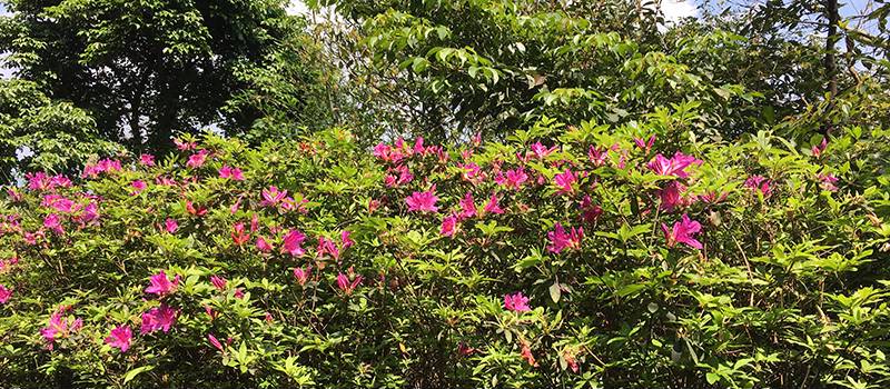 【汐止】大尖山步道及茄苳瀑布(櫻花與杜鵑花)