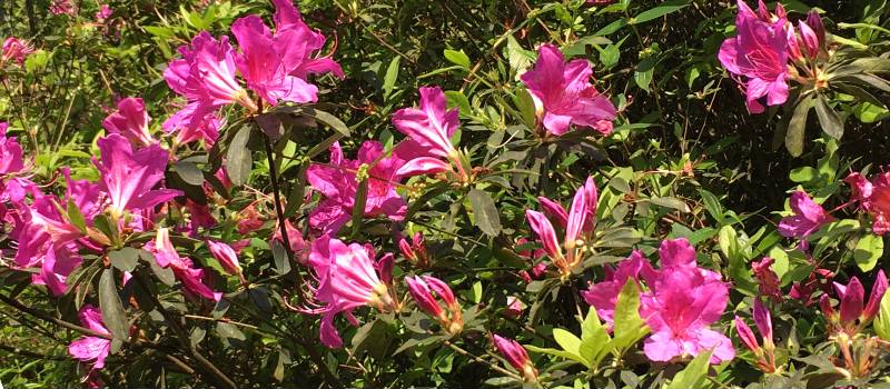 【汐止】大尖山步道及茄苳瀑布(櫻花與杜鵑花)