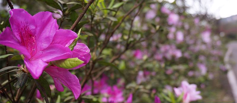 【三芝】青山路(櫻花與杜鵑花)