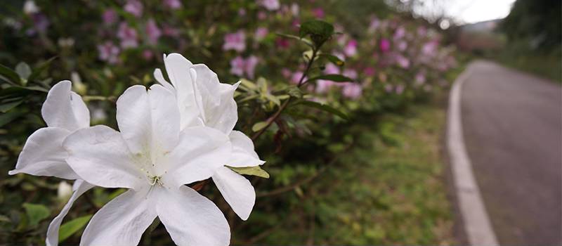 【三芝】青山路(櫻花與杜鵑花)