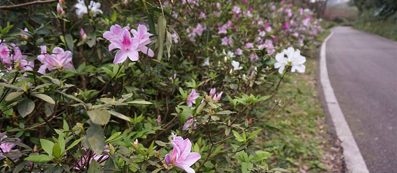 【三芝】青山路(櫻花與杜鵑花)