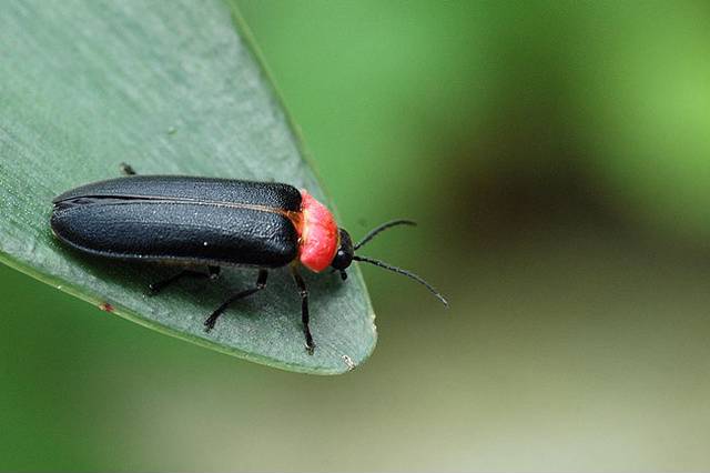 萤火虫栖地导览