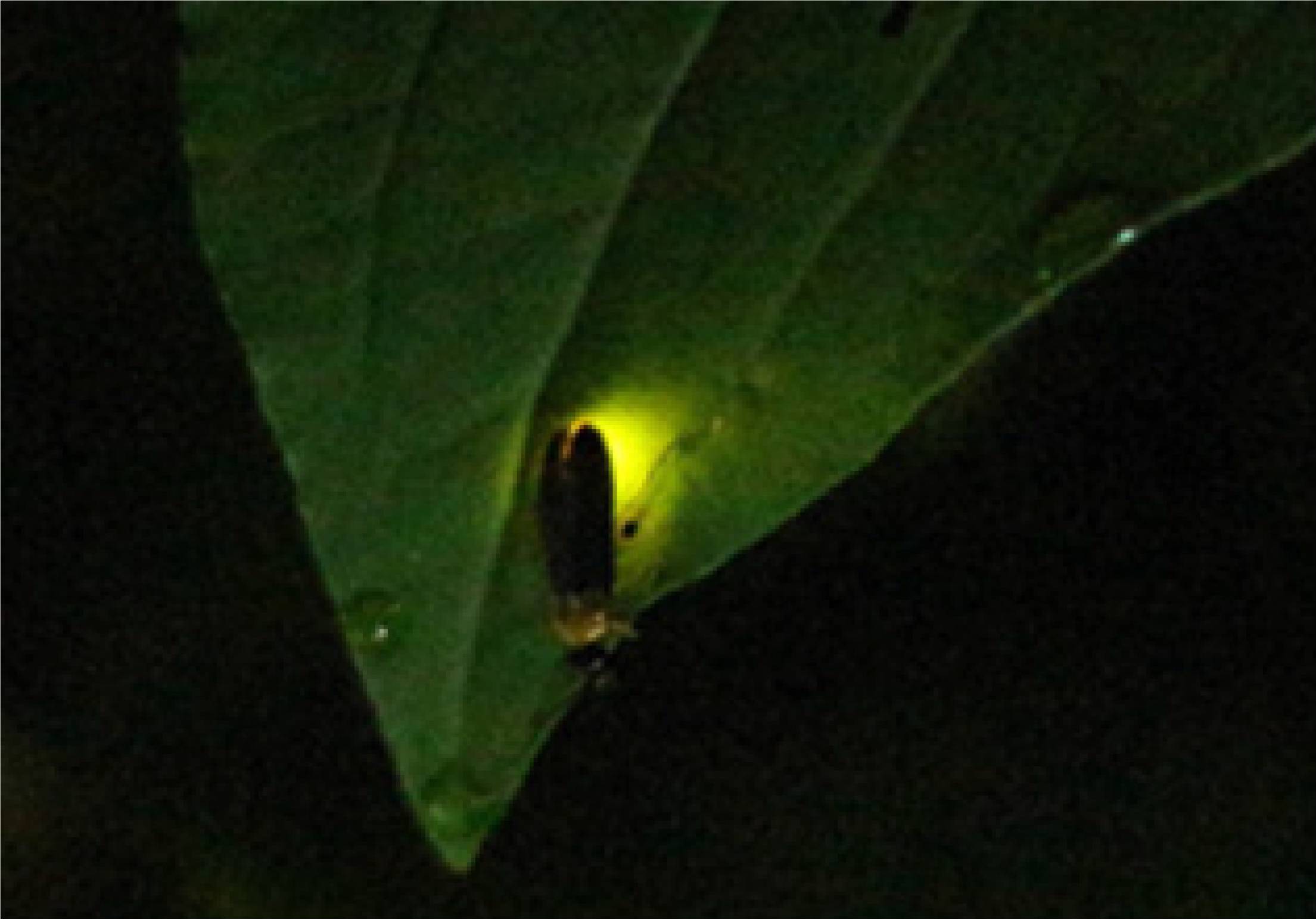 萤火虫栖地导览