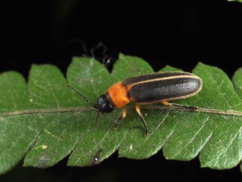 萤火虫栖地导览