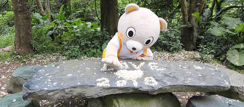 【土城】桐花公园、承天禅寺