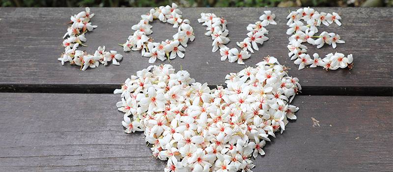 【土城】桐花公园、承天禅寺