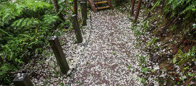【土城】桐花公园、承天禅寺