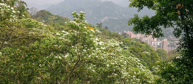 【三峡】鸢山、新北市客家文化园区